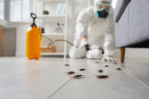 Post-Treatment Bed Bug Interceptor Monitoring in Clare
